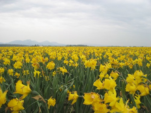 A vast field of bright yellow daffodils under a cloudy sky, with distant mountains in the background.