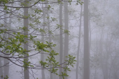 A misty forest scene with tall trees partially obscured by fog and green leaves in the foreground.