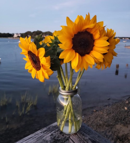 A jar of sunflowers sits on a wooden surface by a calm water body, with boats in the background under a clear sky.