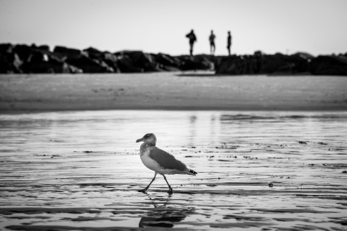 A seagull walks along the wet sand, with two people in the background near rocky formations. Black and white image.