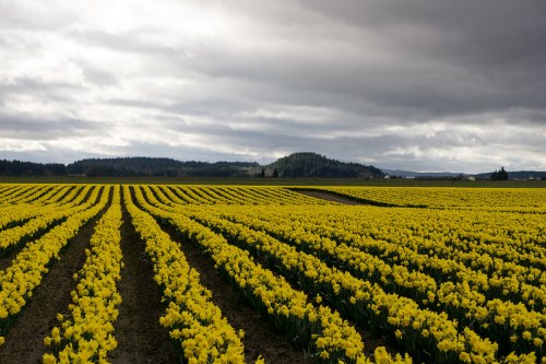 A vibrant field of yellow daffodils stretches under a cloudy sky, with rolling hills in the background.