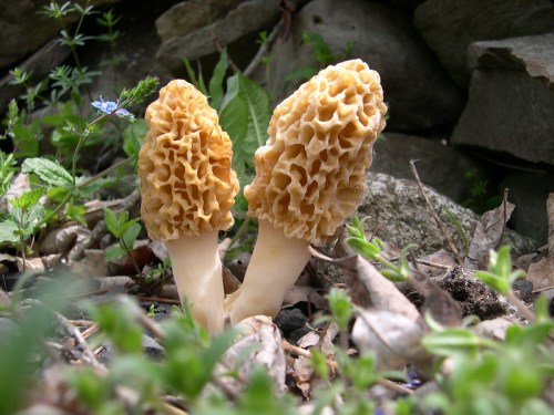 Two morel mushrooms with a honeycomb texture, growing among green leaves and stones in a natural setting.