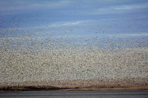 A vast flock of birds fills the sky above a calm body of water, with a sandy landscape in the background.