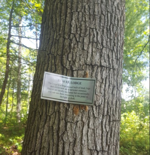 Sign on a tree describing a beaver lodge, made of mud and logs, located near a pond in a forested area.