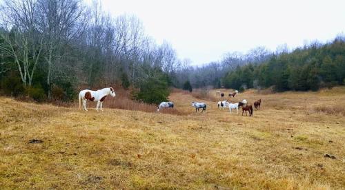 A group of horses grazing in a grassy field surrounded by trees on a cloudy day.
