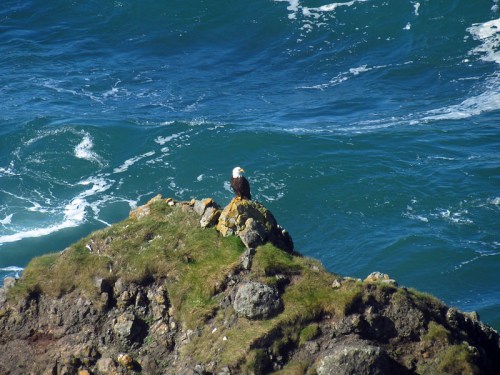 A bald eagle perched on a rocky outcrop overlooking turbulent blue ocean waves.