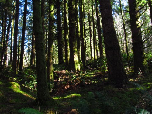 Sunlight filters through tall, moss-covered trees in a lush, green forest, creating a serene and tranquil atmosphere.