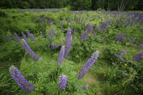 A vibrant field of purple lupines surrounded by lush green foliage and grass under a cloudy sky.