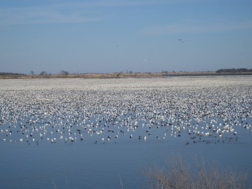 A vast body of water covered with numerous white and black birds, under a clear blue sky.