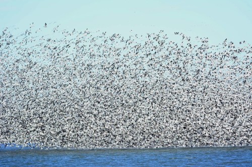 A large flock of birds takes flight over a calm body of water, creating a dynamic, swirling pattern in the sky.