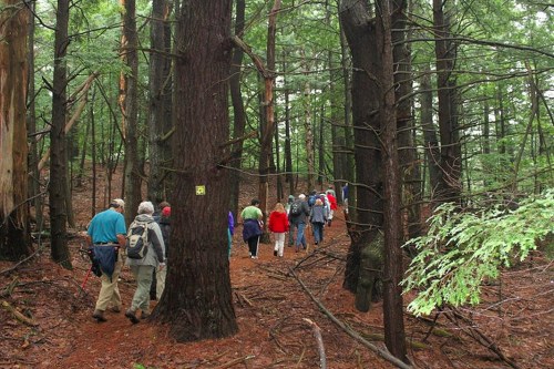 A group of hikers walking along a forest trail surrounded by tall trees and lush greenery.
