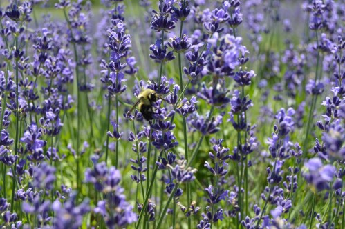A bumblebee pollinates vibrant purple lavender flowers in a sunny field.