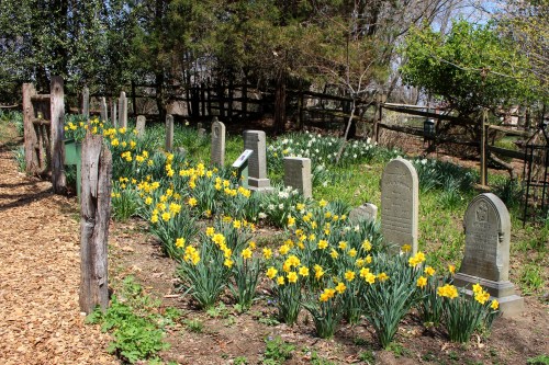 A peaceful cemetery with gravestones surrounded by blooming daffodils and greenery, set in a natural landscape.