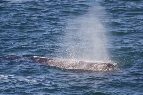 A whale surfaces in the ocean, releasing a misty spray of water into the air.