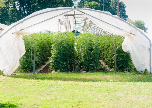 A greenhouse filled with rows of green plants, with sunlight filtering through the plastic covering.