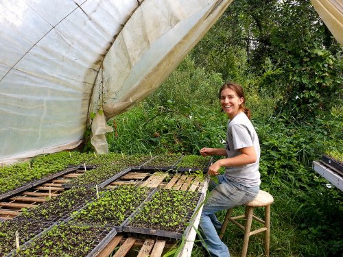 A smiling person tending to seedlings in a greenhouse, surrounded by greenery and trays of young plants.