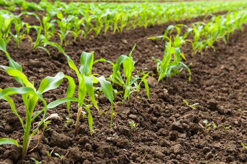 Rows of young corn plants growing in rich, dark soil on a sunny day.