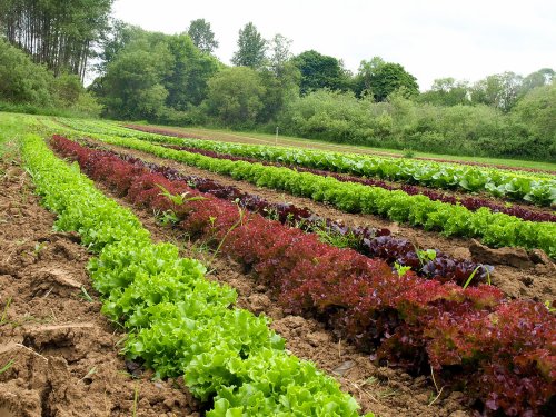 Rows of vibrant green and red lettuce grow in a lush, fertile field surrounded by trees and greenery.