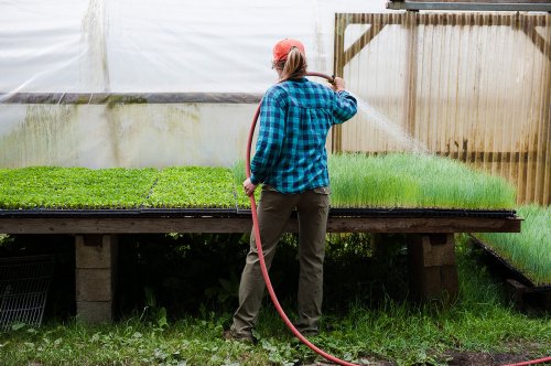 A person in a plaid shirt waters seedlings in a greenhouse, surrounded by lush green plants on a table.