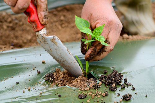 A hand with a trowel plants a small green seedling into the soil, surrounded by dirt and a plastic sheet.