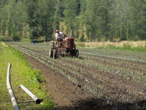 A farmer drives a vintage tractor through a field of growing onions, surrounded by trees and a sunny landscape.