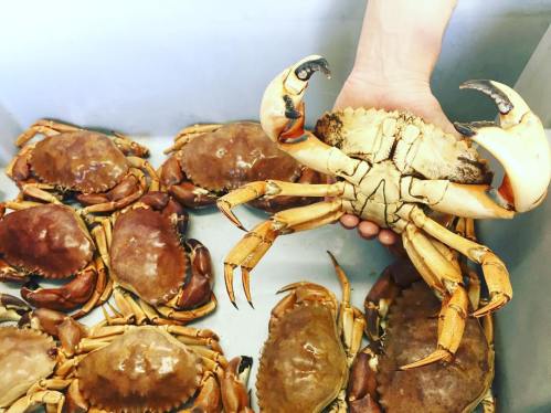 A hand holds a large crab above a group of smaller crabs in a container.