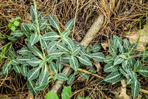 A cluster of green plants with intricate leaf patterns growing among pine needles and twigs on the forest floor.