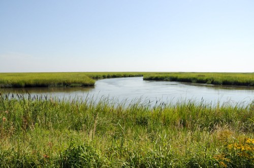 A serene wetland scene with tall grasses surrounding a winding waterway under a clear blue sky.