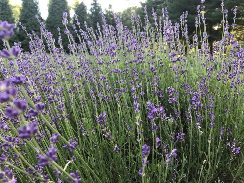 A field of vibrant purple lavender flowers swaying gently in the breeze, surrounded by green foliage.