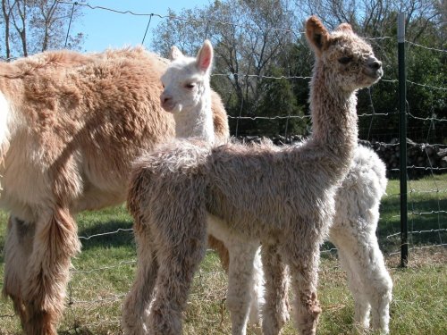 Two fluffy alpacas stand in a grassy field, with a third, smaller alpaca partially visible behind them.