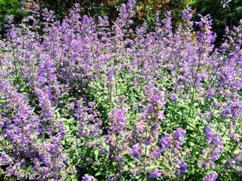 A vibrant field of purple flowers in full bloom, surrounded by lush green foliage.