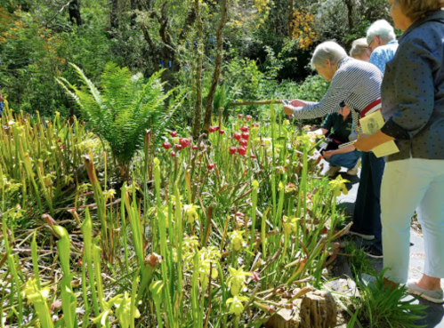 A group of people observing colorful pitcher plants in a lush garden setting.