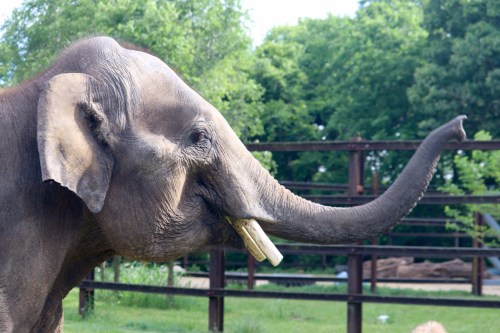 An elephant with a raised trunk stands in a green, grassy area surrounded by trees and a wooden fence.