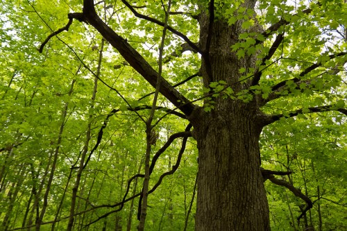 A tall tree with a thick trunk and sprawling branches, surrounded by vibrant green leaves in a lush forest.