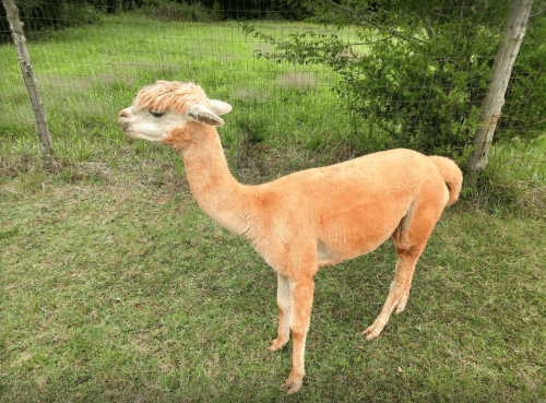 A light orange alpaca stands in a grassy field, with a fence and trees in the background.