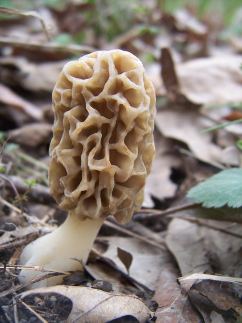 A close-up of a morel mushroom, featuring a textured, honeycomb-like cap and a white stem, surrounded by leaves.