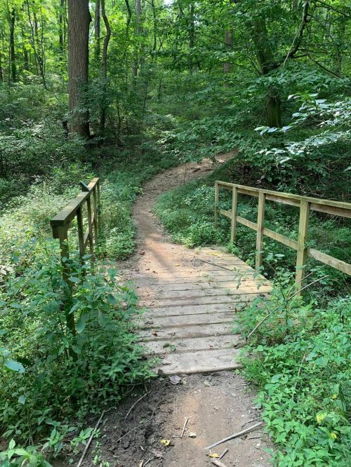A wooden bridge spans a narrow path through a lush, green forest. Sunlight filters through the trees.