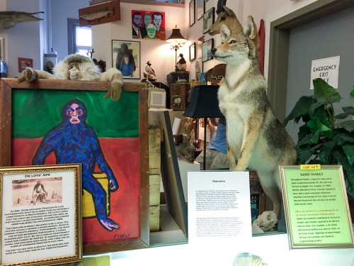 A taxidermy coyote and a mounted cat display alongside a colorful painting of a monkey in a museum setting.