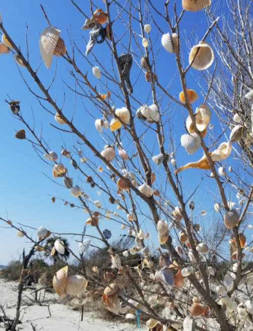 A bare tree adorned with various seashells against a clear blue sky.