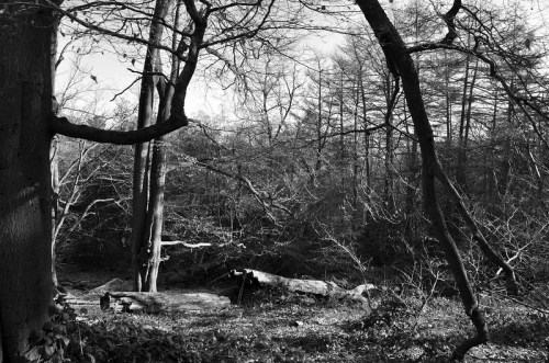 A black and white forest scene with bare trees and fallen logs, creating a serene, natural atmosphere.