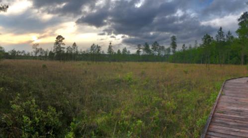 A wooden boardwalk leads through a grassy wetland under a cloudy sky at sunset.