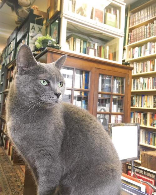 A gray cat sits in a cozy bookstore, surrounded by shelves filled with books.