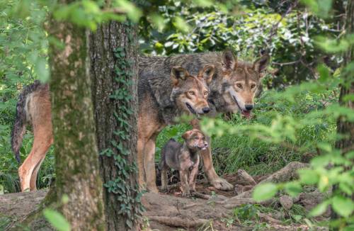 A pair of wolves and a pup stand among trees, surrounded by lush greenery in a natural setting.