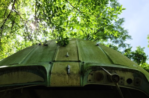 View of a weathered, green boat hull surrounded by lush green leaves and sunlight filtering through the trees.