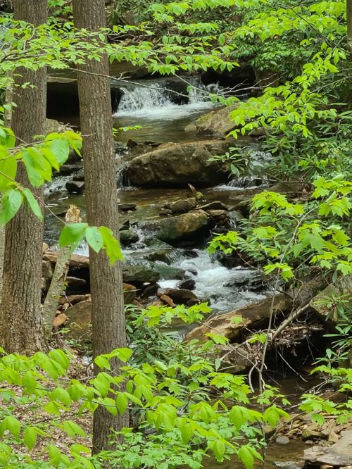 A serene stream flows over rocks, surrounded by lush green trees and foliage in a peaceful forest setting.