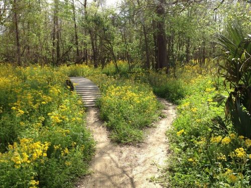 A serene forest path splits into two, surrounded by vibrant yellow wildflowers and lush greenery.