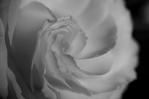 Close-up of a white rose in black and white, showcasing delicate petals and intricate details.