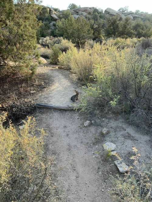 A rabbit sits on a dirt path surrounded by shrubs and rocky terrain in a natural landscape.