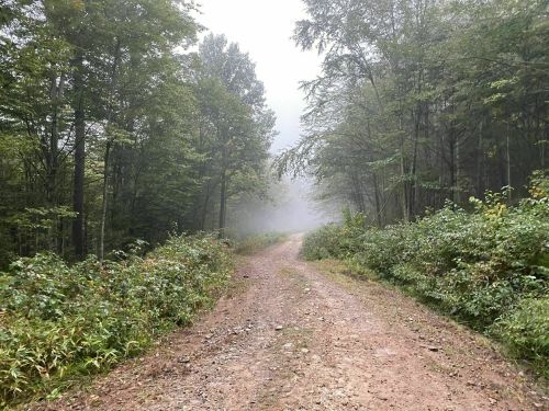 A misty forest path surrounded by trees and greenery, creating a serene and tranquil atmosphere.