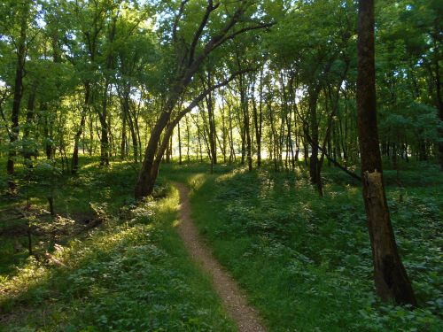 A winding dirt path through a lush green forest, illuminated by soft sunlight filtering through the trees.